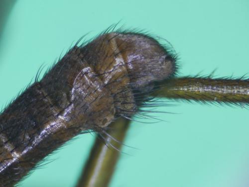 Empis sp.